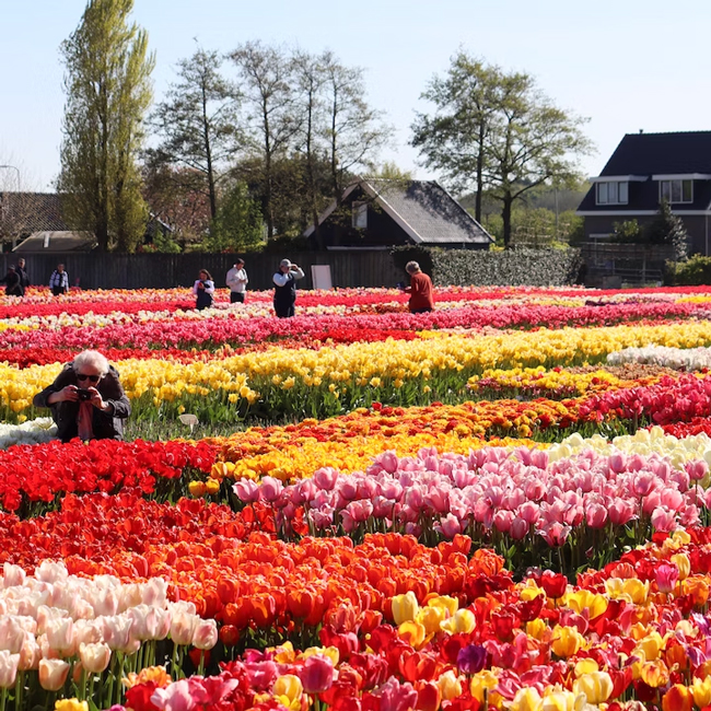 Activity Tulip Experience Amsterdam 