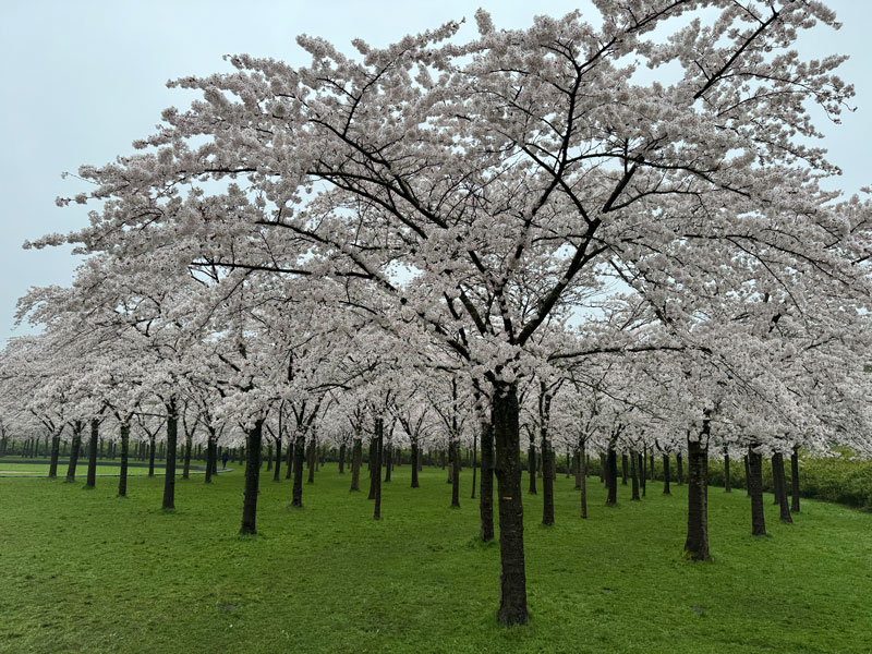Blossom Park in the Amsterdam Forest