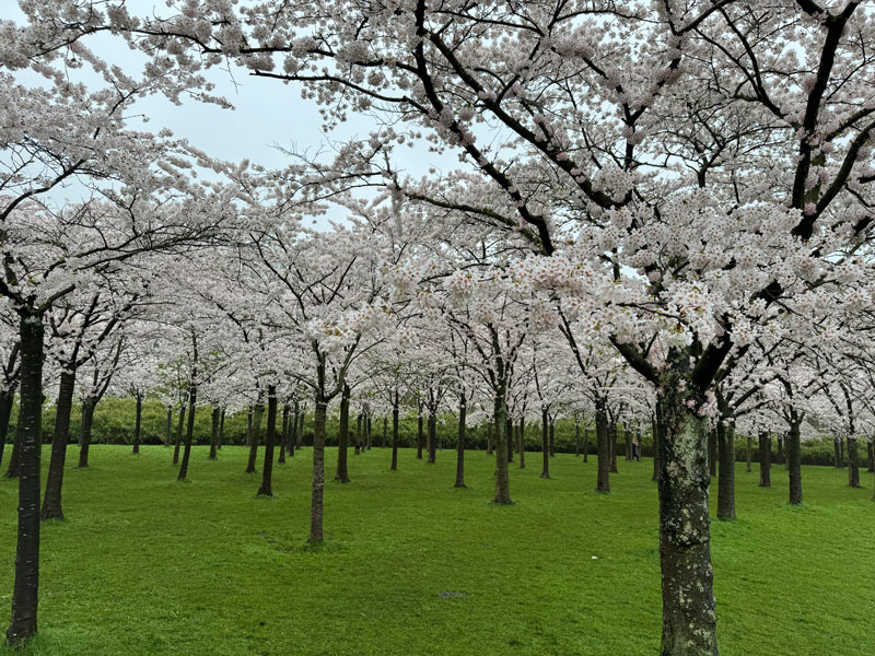 Blossom Park in the Amsterdam Forest