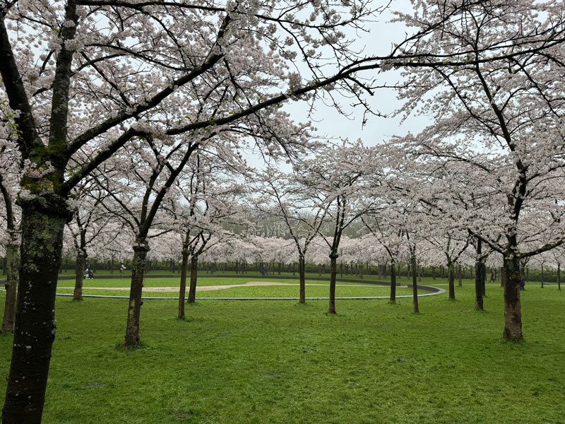 The Amsterdam Forest