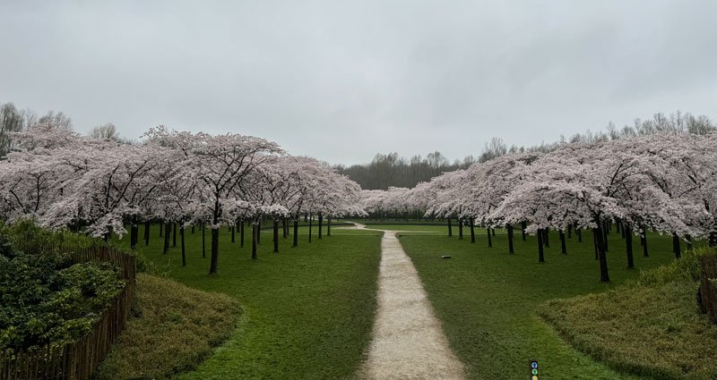 The Amsterdam Forest
