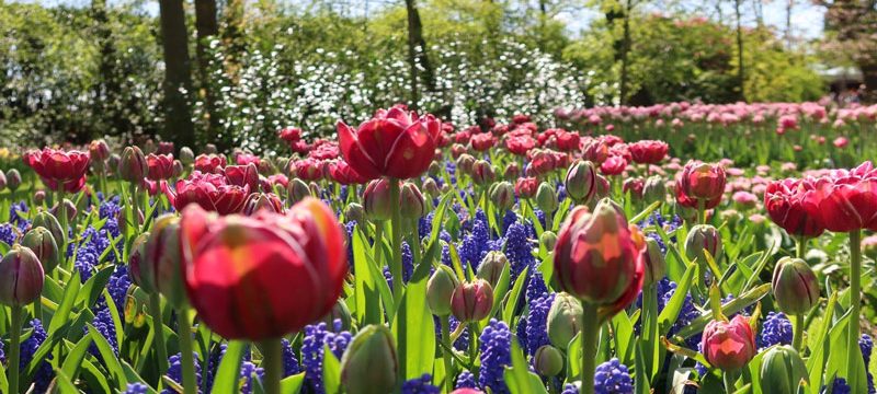 Our Experience at Keukenhof 2024: The most beautiful flower park in the world?!